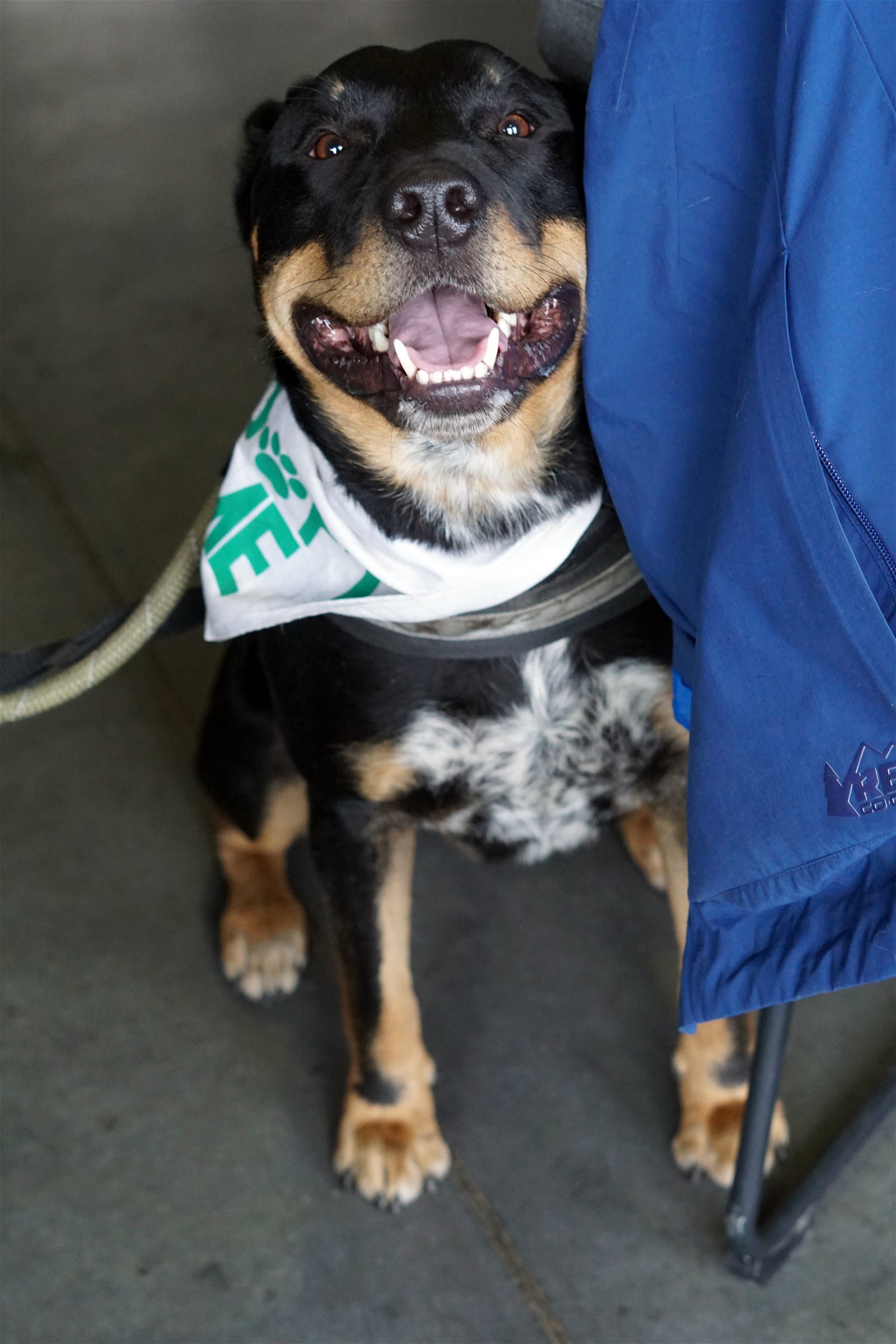 adoptable Dog in Minneapolis, MN named Klaus