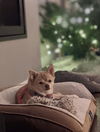 Lola