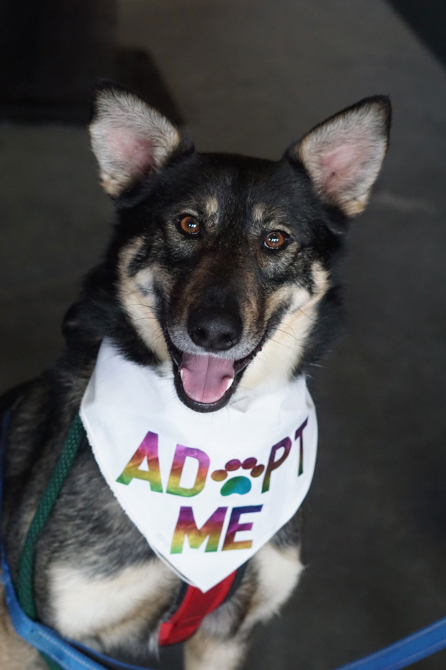 adoptable Dog in Minneapolis, MN named Wachiwi