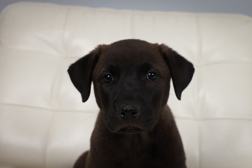 Chekov