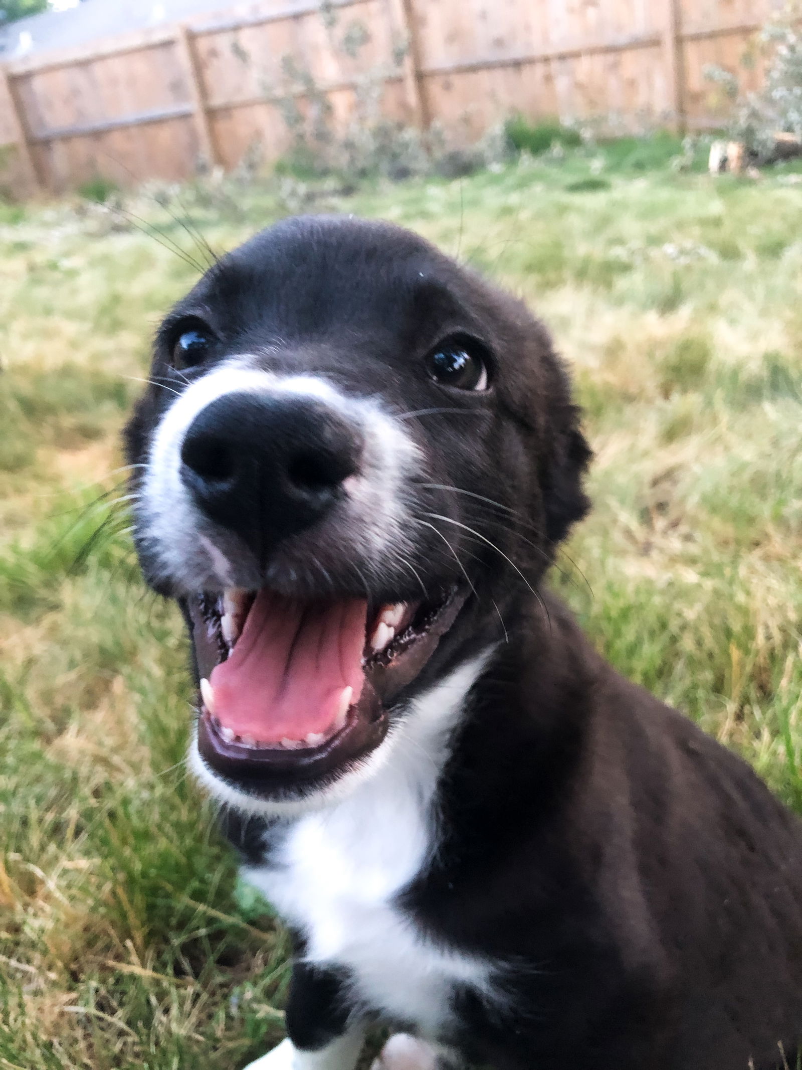 Great pyrenees best sale cattle dog mix