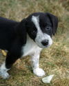 Tilly