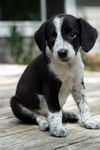 Tilly