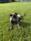 Tillie