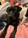Licorice