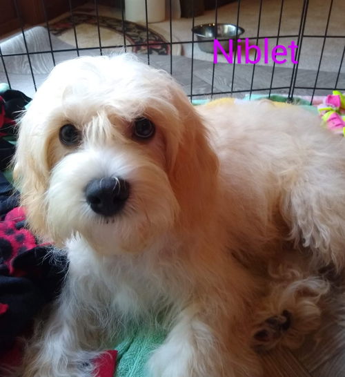 Niblet