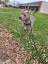 Laney