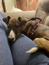 Izzie Bella