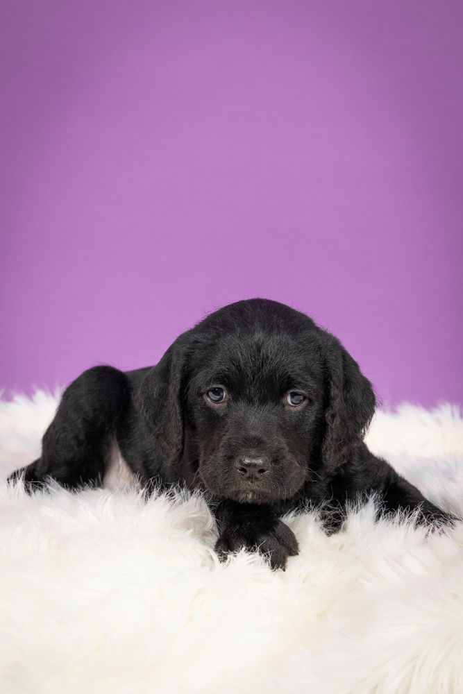 Our Adoptable Dogs - Healing Hearts Rescue Our Adoptable Dogs - Healing Hearts Rescue