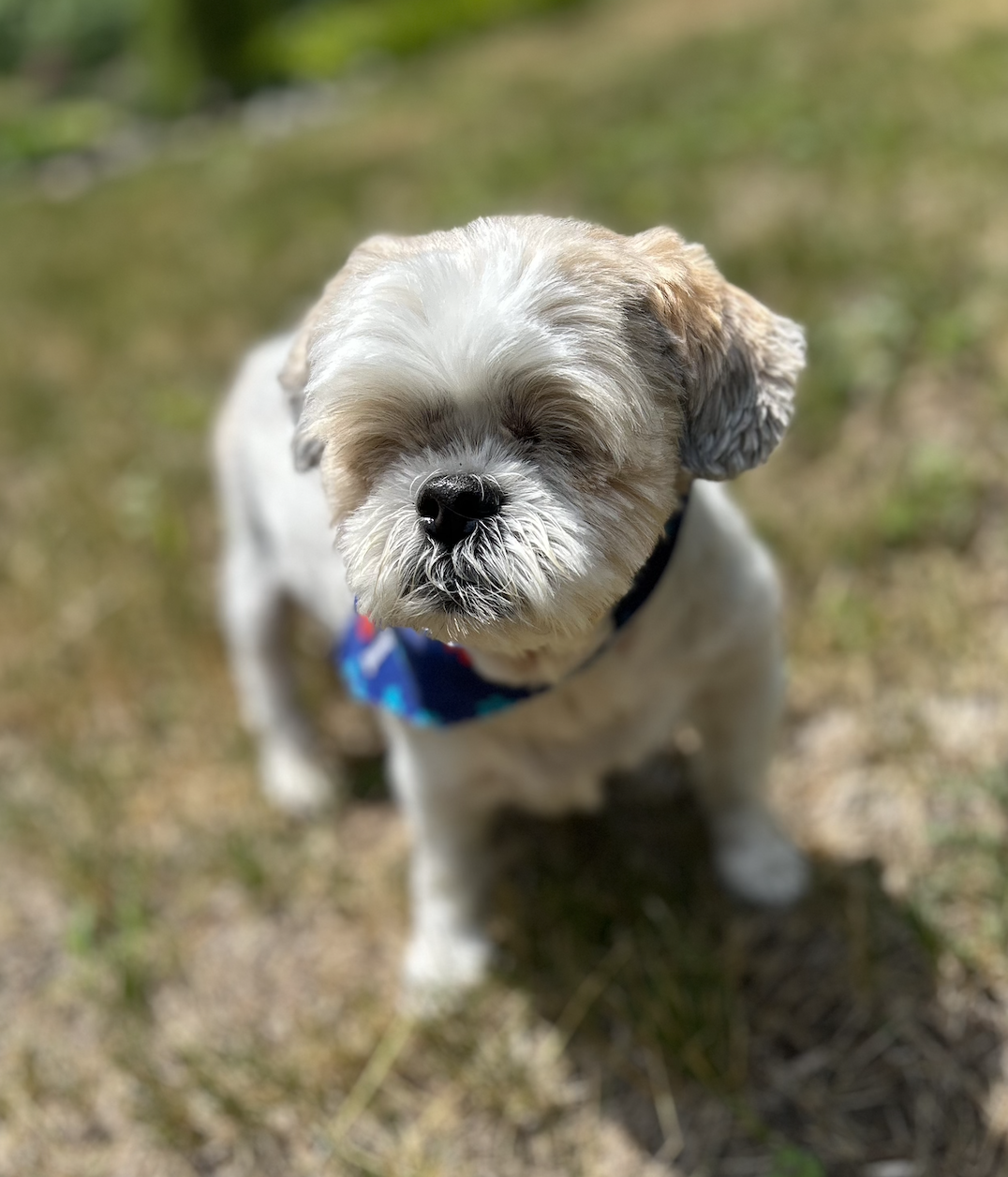 adoptable Dog in Minneapolis, MN named Yuki