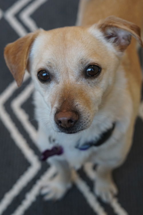 Cheech