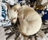 Laila
