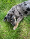Huck
