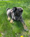 Huck