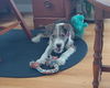 Henry