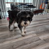 Lily (hospice)