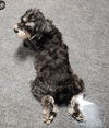 Lily (hospice)