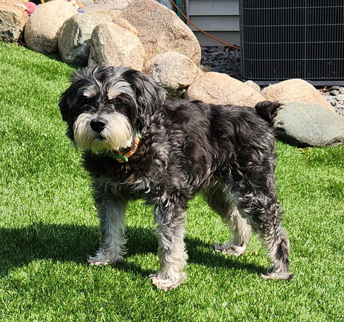 Lily (hospice)