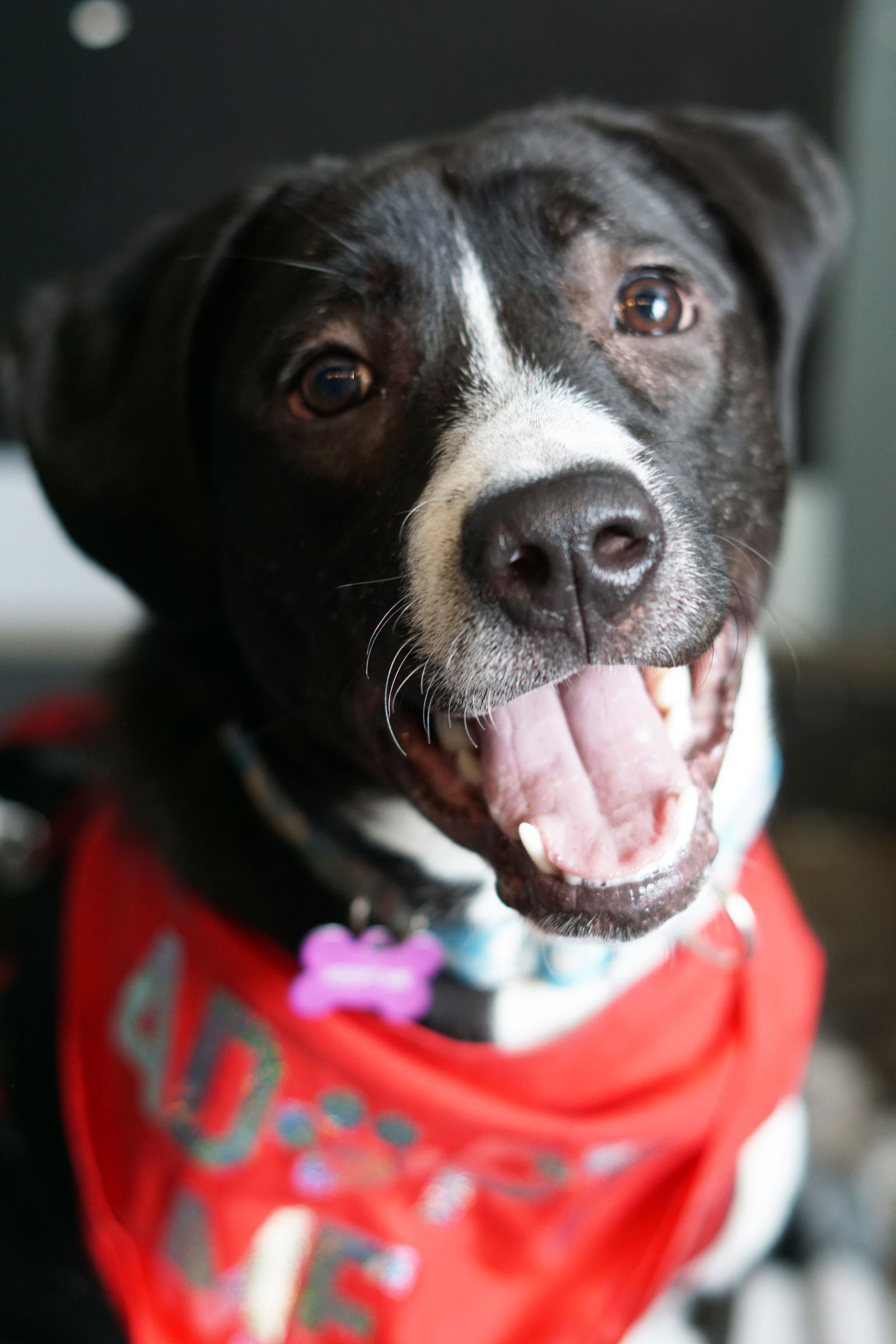 adoptable Dog in Minneapolis, MN named Otis