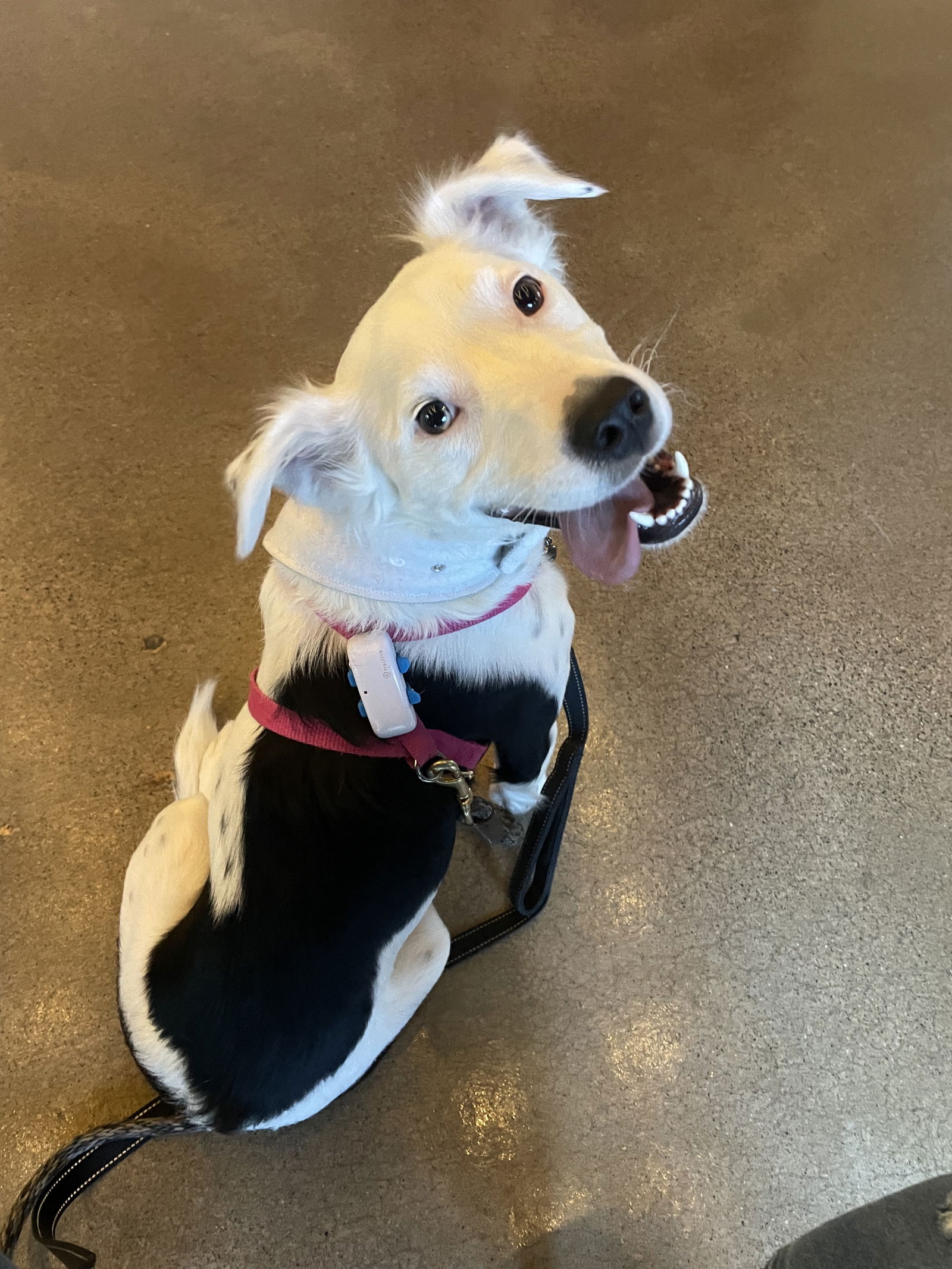 adoptable Dog in Minneapolis, MN named Addie