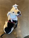 adoptable Dog in  named Addie