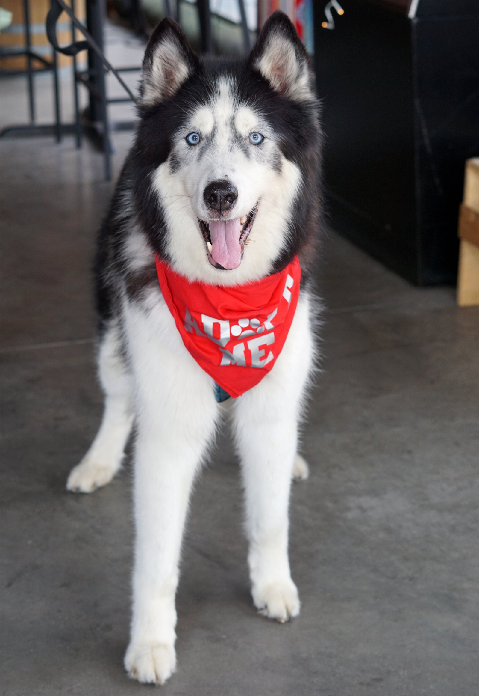 adoptable Dog in Minneapolis, MN named Kodiak