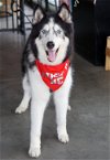 adoptable Dog in , MN named Kodiak