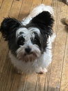 Linus