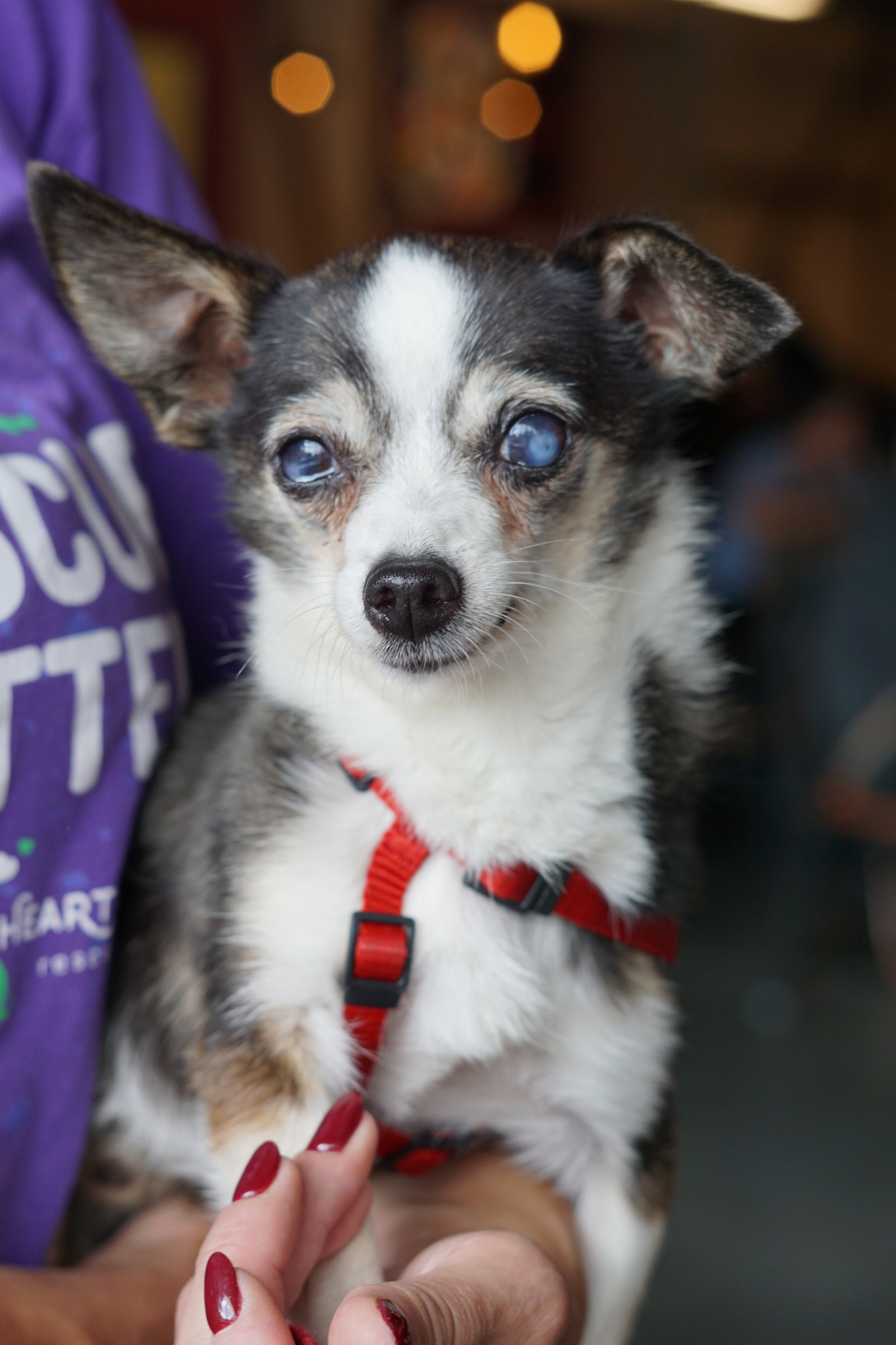 Dog adoption in Minneapolis, MN 55428 Chihuahua / Mixed Dog "Dobry"
