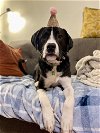 adoptable Dog in minneapolis, MN named Chance