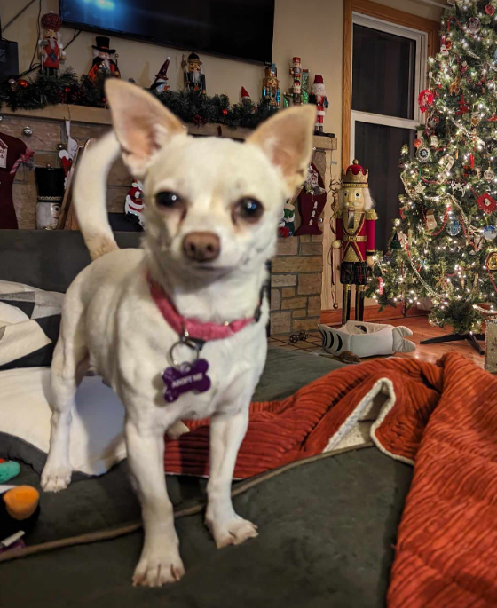adoptable Dog in Minneapolis, MN named Valentina