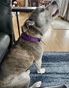 Izzy