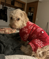 Miss Penny