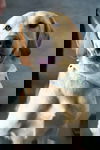 Thorin