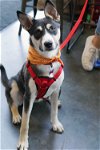 adoptable Dog in minneapolis, MN named Confetti
