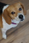 Lola