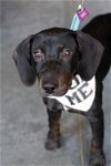 adoptable Dog in minneapolis, MN named Buu
