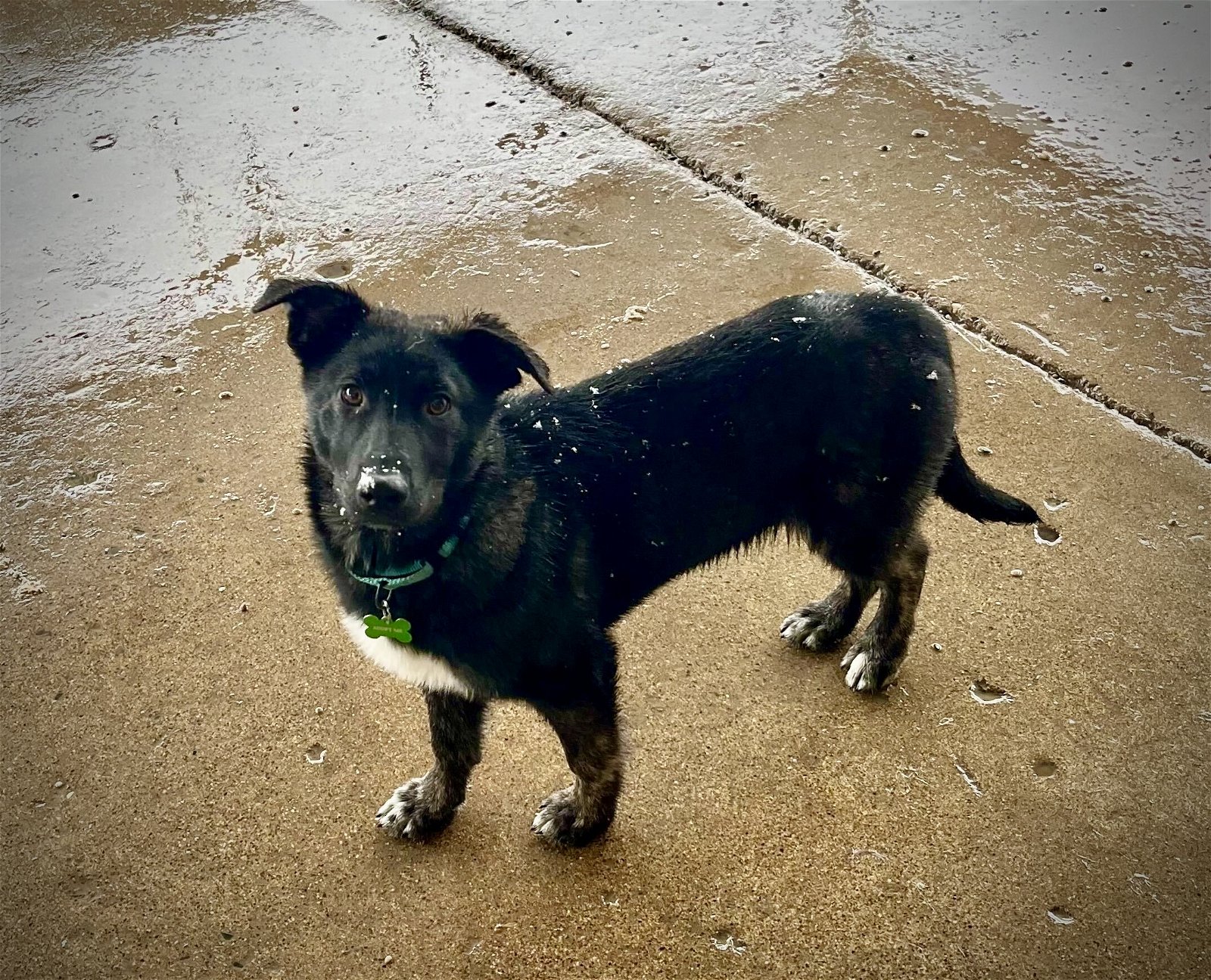 adoptable Dog in Minneapolis, MN named Zinnia
