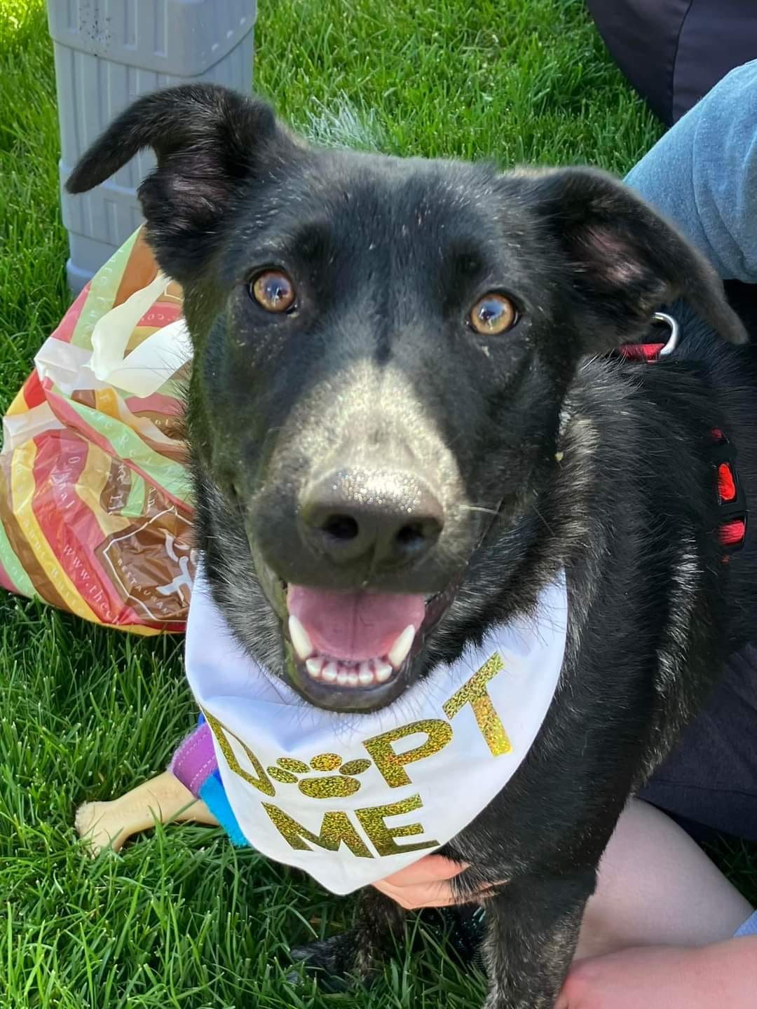 adoptable Dog in Minneapolis, MN named Zinnia