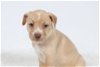 adoptable Dog in minneapolis, MN named Brisk