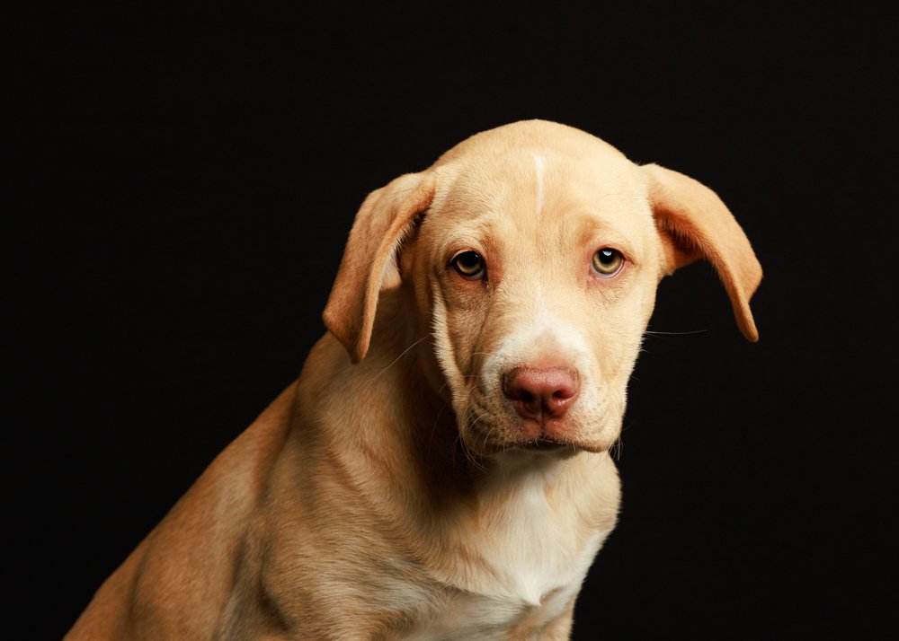 adoptable Dog in Minneapolis, MN named Brisk