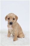 adoptable Dog in minneapolis, MN named Slicker