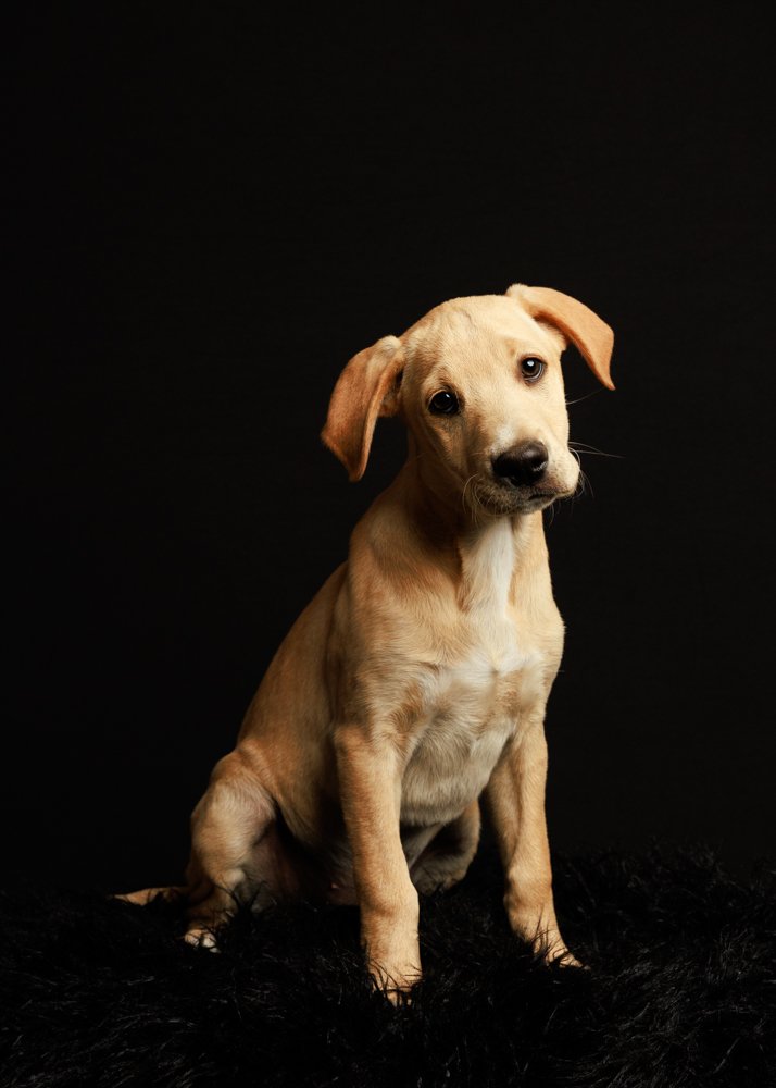 adoptable Dog in Minneapolis, MN named Slicker