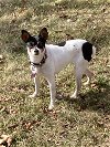 adoptable Dog in minneapolis, MN named Carolyn