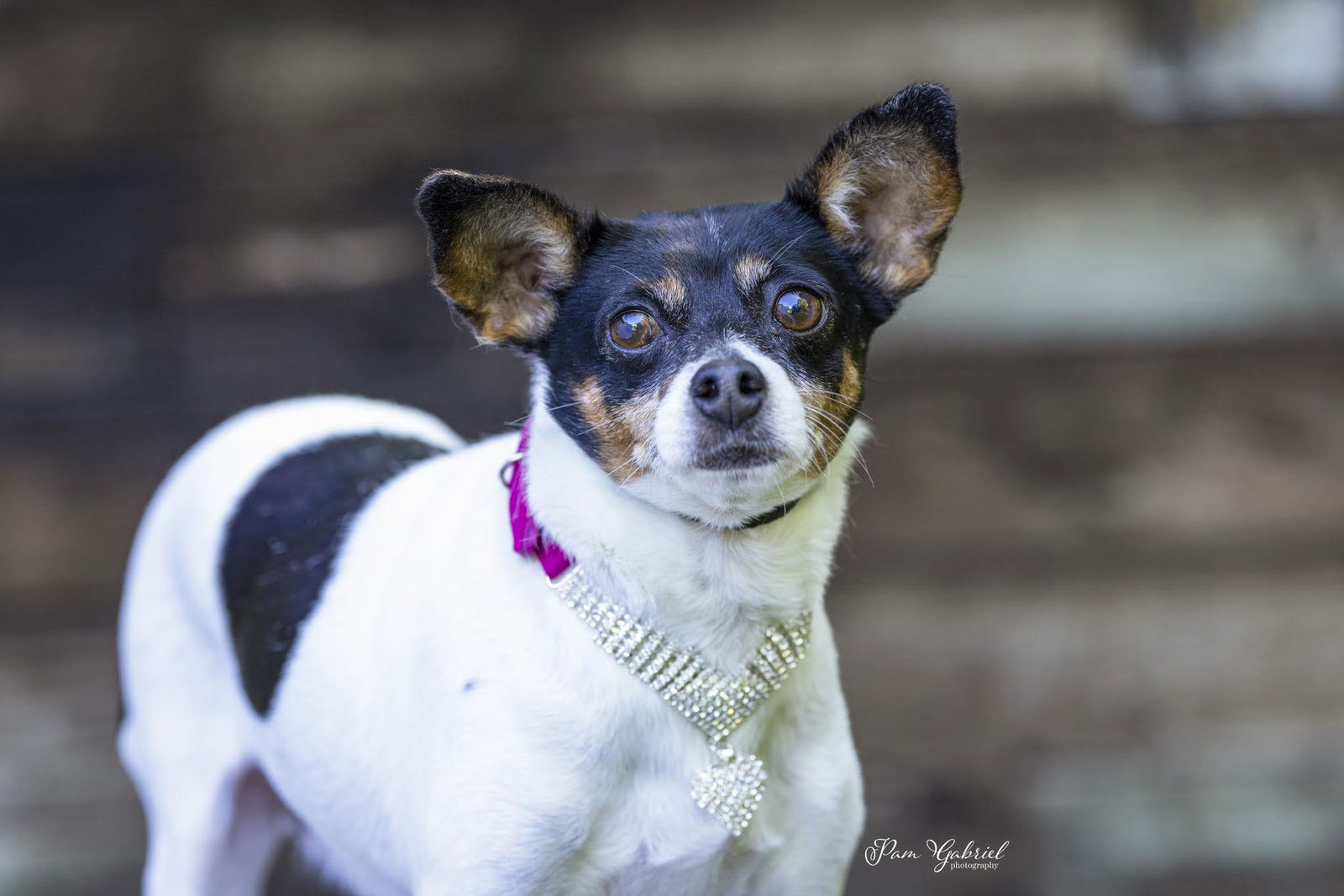 adoptable Dog in Minneapolis, MN named Carolyn