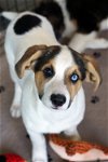 adoptable Dog in minneapolis, MN named Titan
