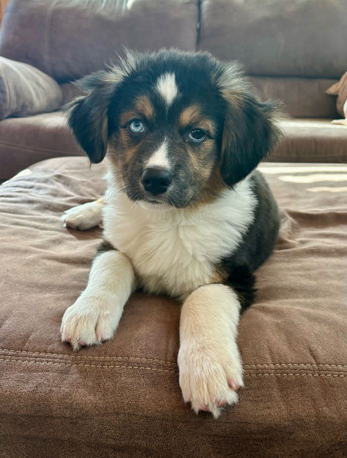 Nova