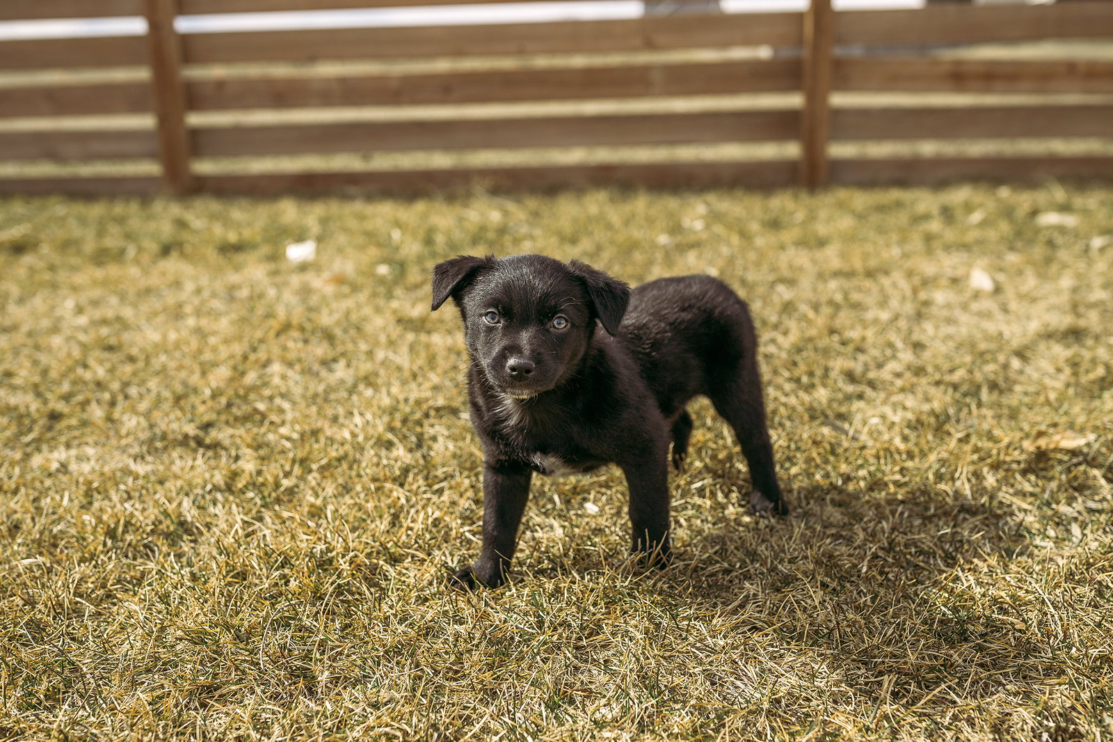 Dog for Adoption Dublin, a Australian Cattle Dog/Blue Heeler in Le