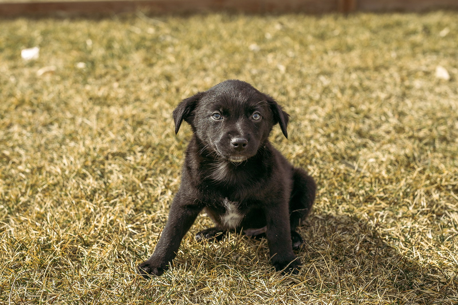 Dog for Adoption Dublin, a Australian Cattle Dog/Blue Heeler in Le