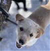 adoptable Dog in minneapolis, MN named Blarney